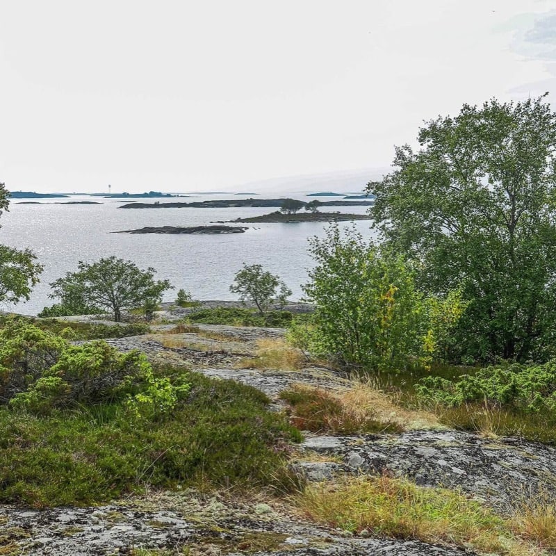 Björkör i Föglös skärgård