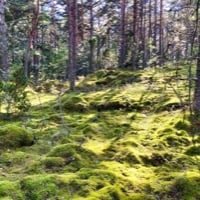 Paisaje forestal en Nötö, Föglö