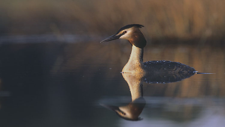 Grebe in Åland