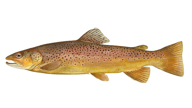 Trout in Åland
