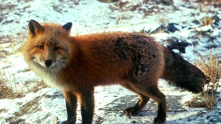 Fox in Åland