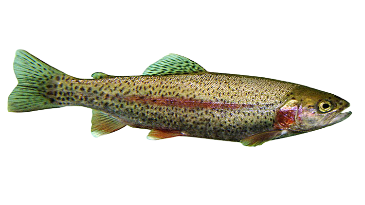 Rainbow trout in Åland