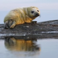 Baby seal resting