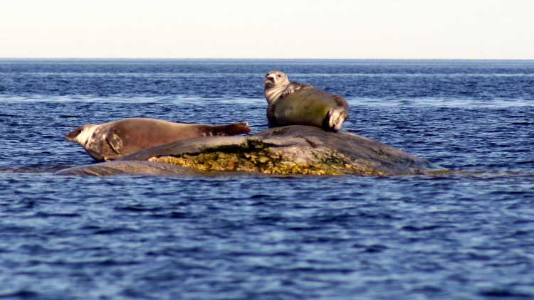 Seals in Brändö