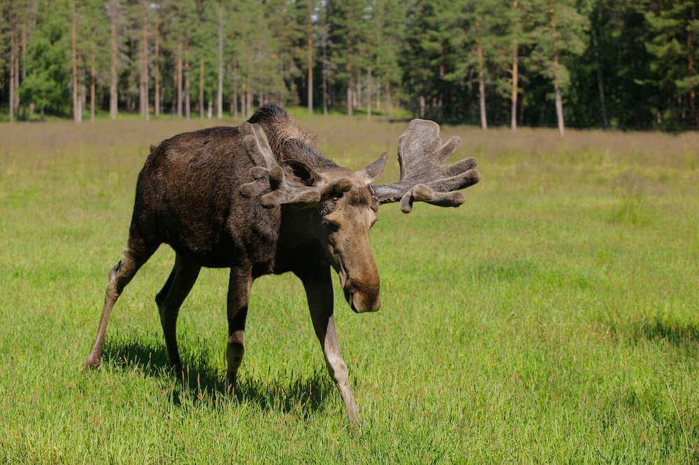 Elk in Åland