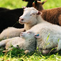 Agneaux à Björkö, photo : VisitPargas