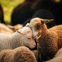 Lamm på Björkö, foto: VisitPargas